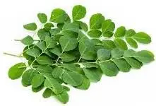3f8a6d85-2fdb-4f23-8f45-ad033f65694e_thumb_lg_xhu6pyy7aa6pm165stt9_sh_Drumstick_Leaf.jpg