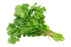 622e46ae-4466-4f66-bf27-da22f701c73d8942cf3700ecd07ce04eb9e32449ad18_coriander_1_bunch.png