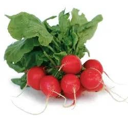 76a83b86-2b16-44c3-b735-6a21ab00e1c888754065a984c14a3ff453bd7be5c0e1_red_radish.jpg