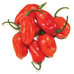 a1d72ba8-b3c2-446d-992b-fd11a1879dbd_thumb_lg_6odx3ohuua5a3jgzxgvi__Habanero_Hot_Pepper.jpg