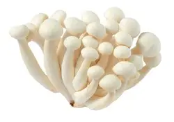 b6fe80df52534a5c5bf4971a7f025f37_thumb_lg_aa98tgktsr7o6bak8olxr__white_mushroom.jpg